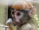 Patas Monkey