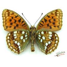 Attēlu rezultāti vaicājumam “Argynnis adippe underside”