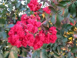 Image result for Lagerstroemia