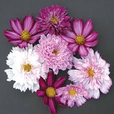 Image result for Cosmos bipinnatus `Double Click`