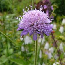 Image result for Knautia dipsacifolia