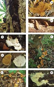 Attēlu rezultāti vaicājumam “Hymenochaete rubiginosa”