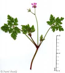 Attēlu rezultāti vaicājumam “Geranium robertianum”