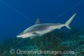 Image result for Carcharhinus acronotus