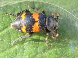 Attēlu rezultāti vaicājumam “Nicrophorus investigator”