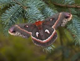 Attēlu rezultāti vaicājumam “Saturniidae”