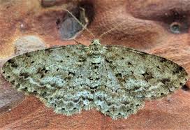 Attēlu rezultāti vaicājumam “Ectropis crepuscularia”