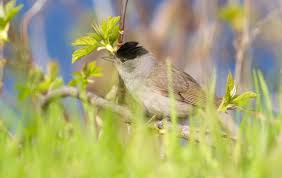 Attēlu rezultāti vaicājumam “Sylvia atricapilla male”