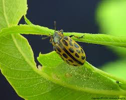 Attēlu rezultāti vaicājumam “Chrysomela vigintipunctata”