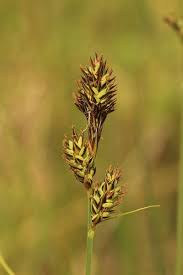 Attēlu rezultāti vaicājumam “Carex buxbaumii”