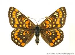 Attēlu rezultāti vaicājumam “Euphydryas maturna larva”