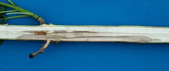 Attēlu rezultāti vaicājumam “Hymenoscyphus fraxineus”