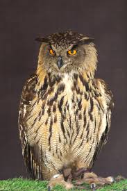 Attēlu rezultāti vaicājumam “Strigiformes”