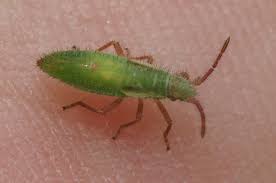 Attēlu rezultāti vaicājumam “Myrmus miriformis”