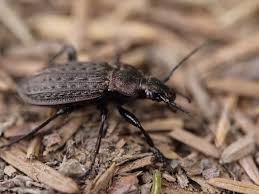 Attēlu rezultāti vaicājumam “Carabus granulatus”