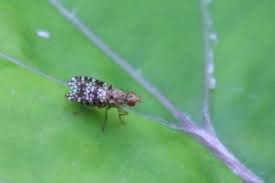 Attēlu rezultāti vaicājumam “Trypetoptera punctulata”