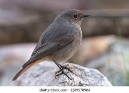 Attēlu rezultāti vaicājumam “Phoenicurus ochruros”