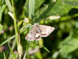 Attēlu rezultāti vaicājumam “Panemeria tenebrata”