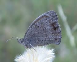 Attēlu rezultāti vaicājumam “Hyponephele lycaon”