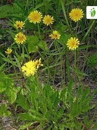 Attēlu rezultāti vaicājumam “Leontodon hispidus leaf”