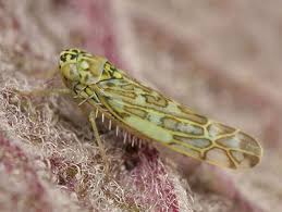 Attēlu rezultāti vaicājumam “Eupteryx vittata”