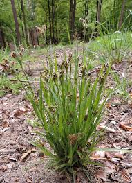 Attēlu rezultāti vaicājumam “Luzula multiflora”