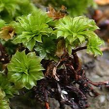 Attēlu rezultāti vaicājumam “Rhodobryum roseum”