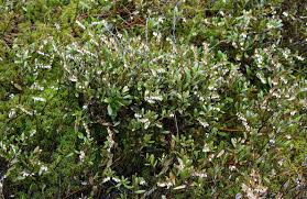 Attēlu rezultāti vaicājumam “Chamaedaphne calyculata”