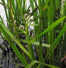 Attēlu rezultāti vaicājumam “Sparganium neglectum fruit”