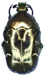 Attēlu rezultāti vaicājumam “Liocola lugubris”