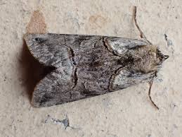 Attēlu rezultāti vaicājumam “Abrostola tripartita”