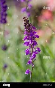 Image result for Linaria purpurea