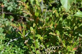 Attēlu rezultāti vaicājumam “Chamaedaphne calyculata”