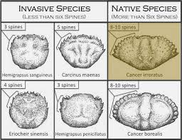 Image result for Cancer irroratus