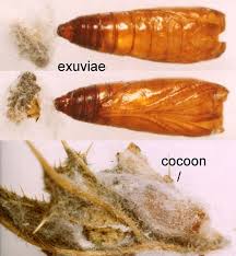 Attēlu rezultāti vaicājumam “Scardia boletella pupa”
