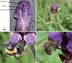 Attēlu rezultāti vaicājumam “Prunella vulgaris flower”