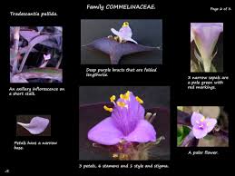 Attēlu rezultāti vaicājumam “Stemonitis pallida stalked”