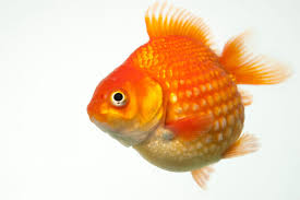 Attēlu rezultāti vaicājumam “Carassius auratus”