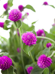 Image result for Kugelamarant