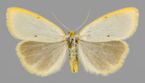 Attēlu rezultāti vaicājumam “Cybosia mesomella”