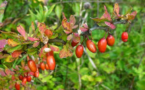 Attēlu rezultāti vaicājumam “Berberis thunbergii fruit”
