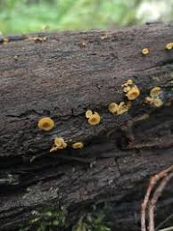 Attēlu rezultāti vaicājumam “Chlorencoelia versiformis”