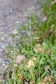 Attēlu rezultāti vaicājumam “Capsella bursa-pastoris”