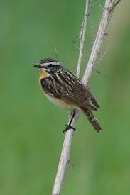Attēlu rezultāti vaicājumam “Saxicola rubetra juvenile”