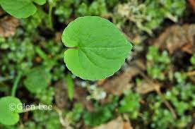 Attēlu rezultāti vaicājumam “Viola palustris leaf”