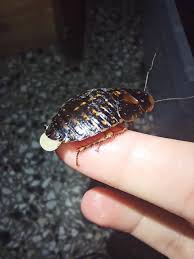 Attēlu rezultāti vaicājumam “Badhamia dubia”