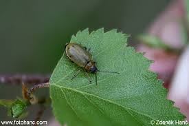 Attēlu rezultāti vaicājumam “Lochmaea caprea”
