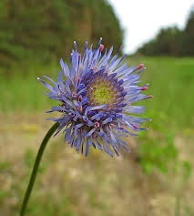 Attēlu rezultāti vaicājumam “Oenothera rubricauli”