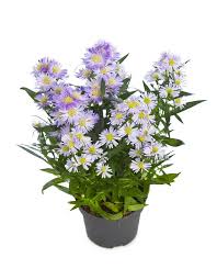 Image result for Aster alpinus
