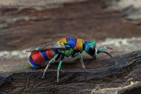 Attēlu rezultāti vaicājumam “Chrysididae”